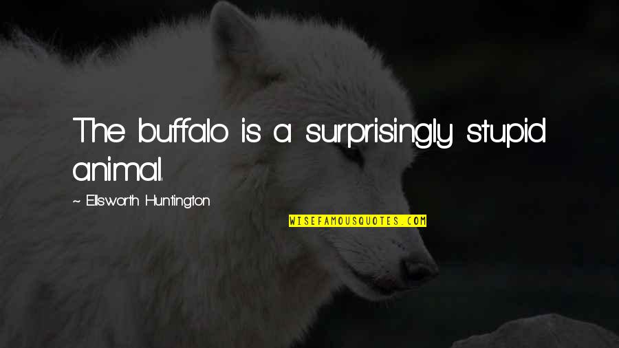 Knobbiness Quotes By Ellsworth Huntington: The buffalo is a surprisingly stupid animal.