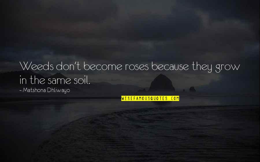 Koukatsikas Quotes By Matshona Dhliwayo: Weeds don't become roses because they grow in Koukatsikas Quotes By Matshona Dhliwayo: Weeds don't become roses because they grow in