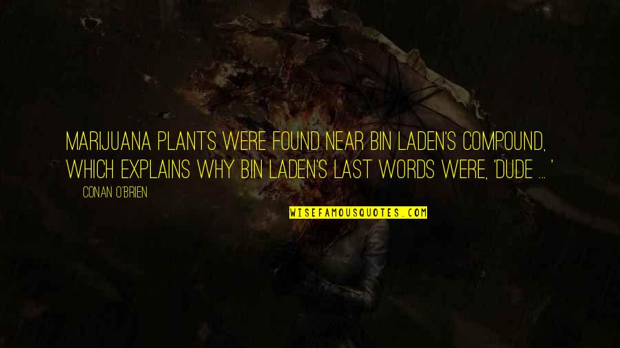 Kunstenaar Quotes By Conan O'Brien: Marijuana plants were found near bin Laden's compound, Kunstenaar Quotes By Conan O'Brien: Marijuana plants were found near bin Laden's compound,