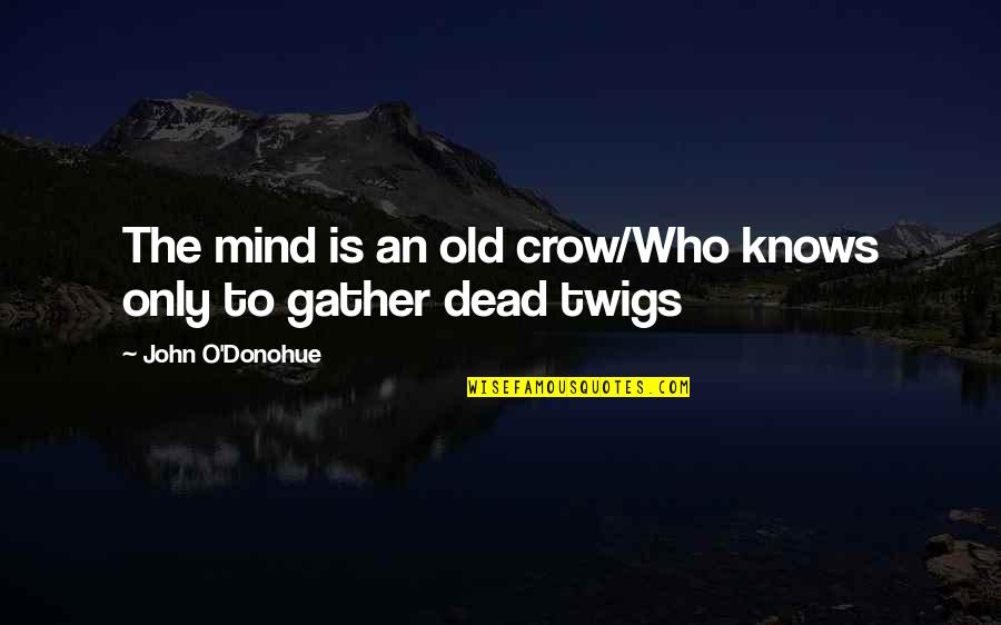 Kurtuvenai Quotes By John O'Donohue: The mind is an old crow/Who knows only Kurtuvenai Quotes By John O'Donohue: The mind is an old crow/Who knows only