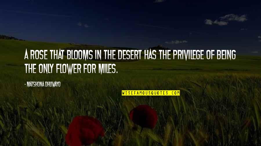 Kurulumun Quotes By Matshona Dhliwayo: A rose that blooms in the desert has Kurulumun Quotes By Matshona Dhliwayo: A rose that blooms in the desert has