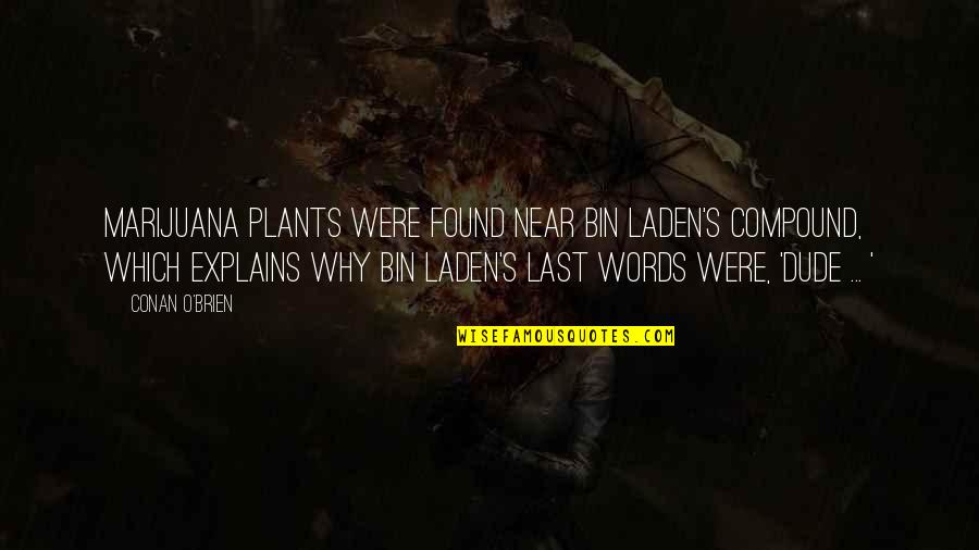 Laden's Quotes By Conan O'Brien: Marijuana plants were found near bin Laden's compound,