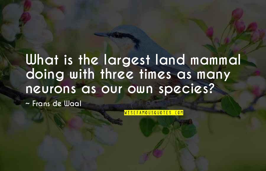 Land With Quotes By Frans De Waal: What is the largest land mammal doing with Land With Quotes By Frans De Waal: What is the largest land mammal doing with