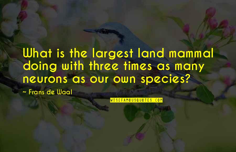 Largest Quotes By Frans De Waal: What is the largest land mammal doing with