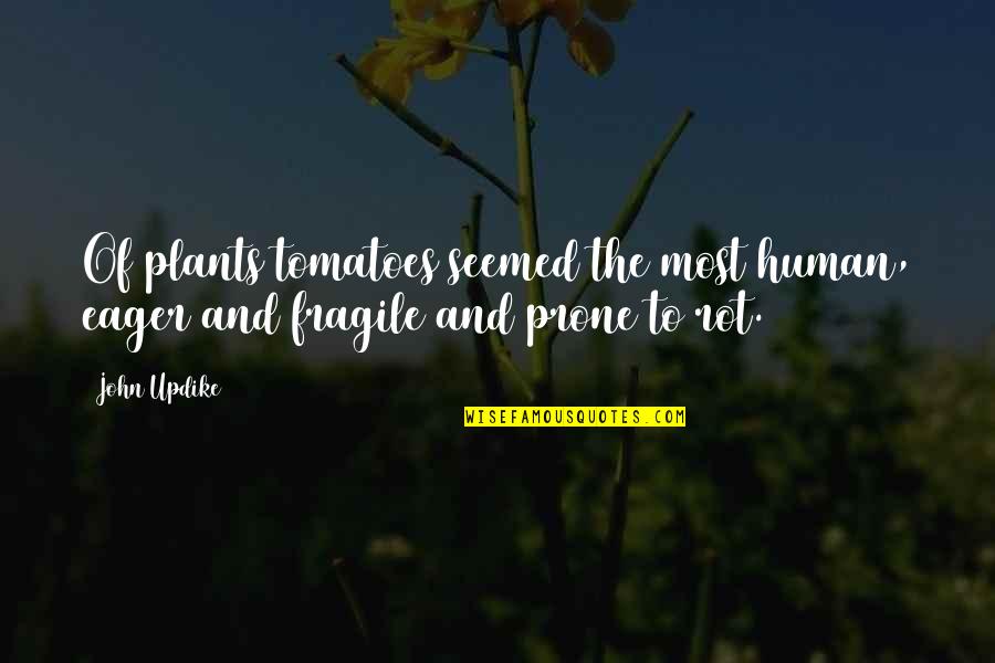 Last Fling Before The Ring Quotes By John Updike: Of plants tomatoes seemed the most human, eager
