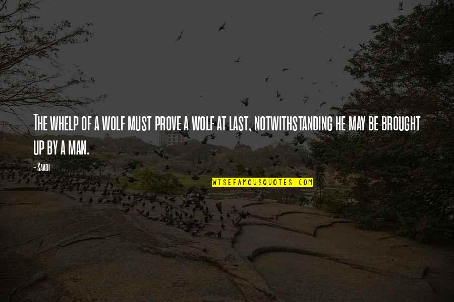 Last Man Quotes By Saadi: The whelp of a wolf must prove a Last Man Quotes By Saadi: The whelp of a wolf must prove a