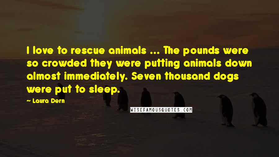 Laura Dern quotes: I love to rescue animals ... The pounds were so crowded they were putting animals down almost immediately. Seven thousand dogs were put to sleep.