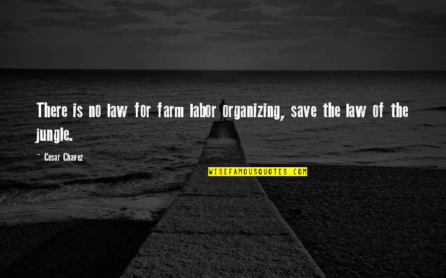 Law Of The Jungle Quotes By Cesar Chavez: There is no law for farm labor organizing,