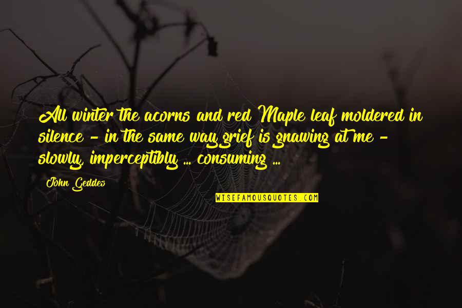 Leaf Leaf Quotes By John Geddes: All winter the acorns and red Maple leaf Leaf Leaf Quotes By John Geddes: All winter the acorns and red Maple leaf