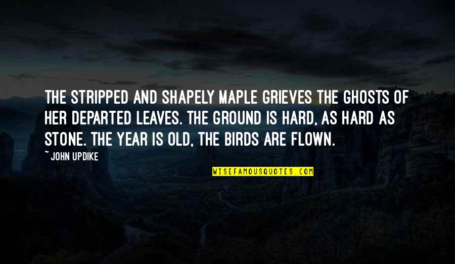 Leaves On The Ground Quotes By John Updike: The stripped and shapely Maple grieves The ghosts