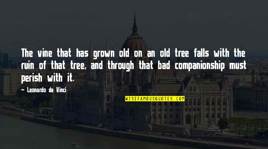 Leonardo Da Quotes By Leonardo Da Vinci: The vine that has grown old on an Leonardo Da Quotes By Leonardo Da Vinci: The vine that has grown old on an