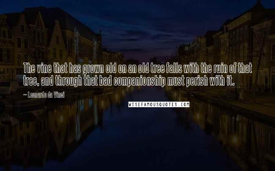 Leonardo Da Vinci quotes: The vine that has grown old on an old tree falls with the ruin of that tree, and through that bad companionship must perish with it.