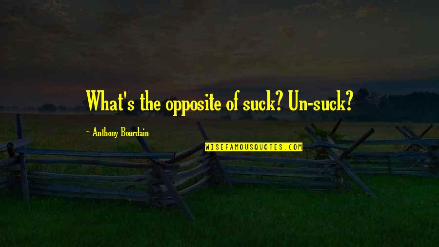 Lessmann Brushes Quotes By Anthony Bourdain: What's the opposite of suck? Un-suck? Lessmann Brushes Quotes By Anthony Bourdain: What's the opposite of suck? Un-suck?