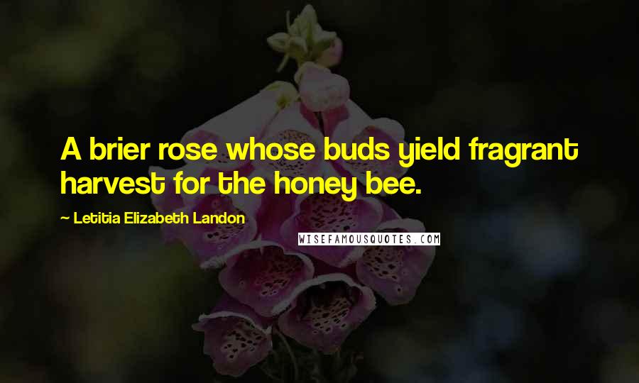 Letitia Elizabeth Landon quotes: A brier rose whose buds yield fragrant harvest for the honey bee.