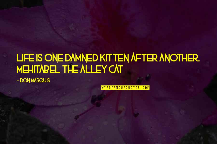Life Damned Quotes By Don Marquis: Life is one damned kitten after another. Mehitabel