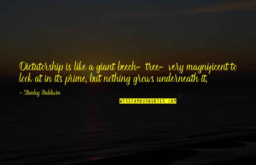 Lijfstijl Quotes By Stanley Baldwin: Dictatorship is like a giant beech-tree-very magnificent to Lijfstijl Quotes By Stanley Baldwin: Dictatorship is like a giant beech-tree-very magnificent to