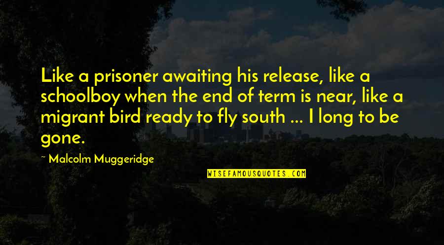 Like A Bird Quotes By Malcolm Muggeridge: Like a prisoner awaiting his release, like a