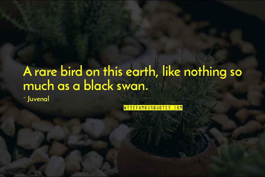 Like A Swan Quotes By Juvenal: A rare bird on this earth, like nothing