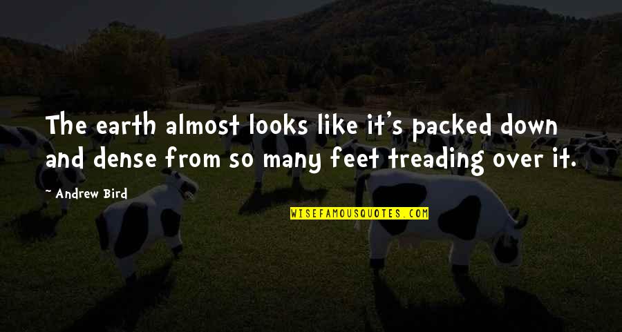 Like The Bird Quotes By Andrew Bird: The earth almost looks like it's packed down