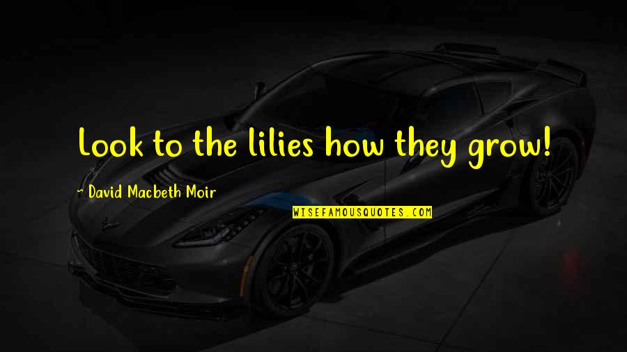 Lilies Quotes By David Macbeth Moir: Look to the lilies how they grow!
