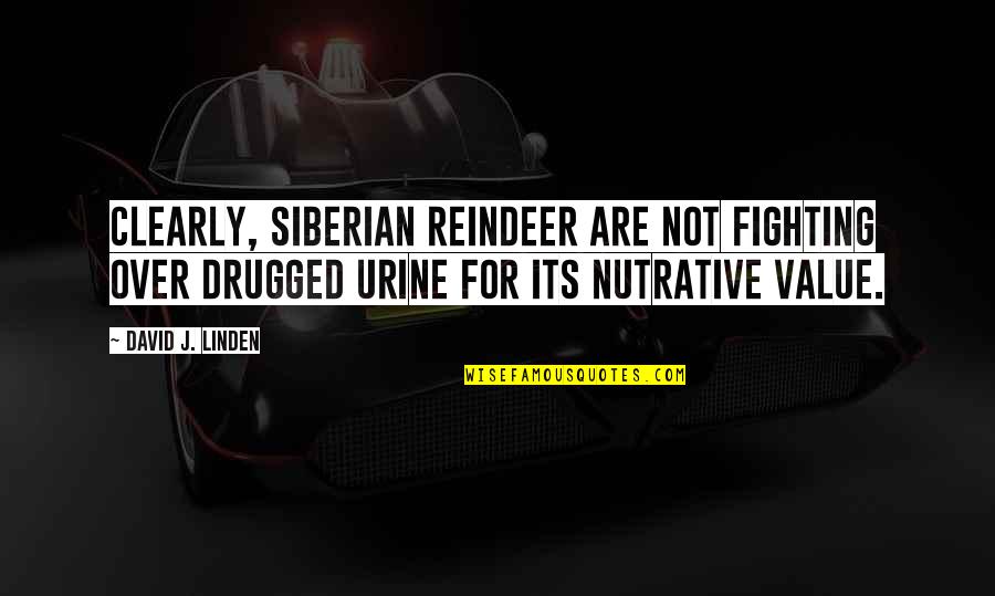 Linden's Quotes By David J. Linden: Clearly, Siberian reindeer are not fighting over drugged