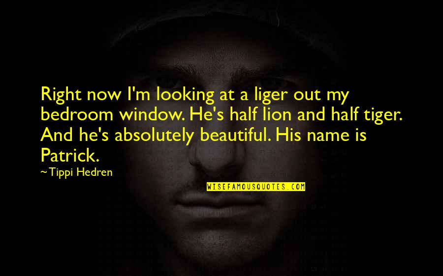 Lion Vs Tiger Quotes By Tippi Hedren: Right now I'm looking at a liger out Lion Vs Tiger Quotes By Tippi Hedren: Right now I'm looking at a liger out