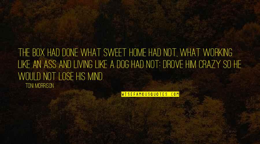 Living Out Of The Box Quotes By Toni Morrison: The box had done what Sweet Home had Living Out Of The Box Quotes By Toni Morrison: The box had done what Sweet Home had
