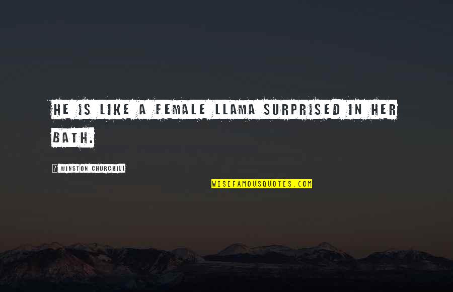 Llamas Quotes By Winston Churchill: He is like a female llama surprised in Llamas Quotes By Winston Churchill: He is like a female llama surprised in