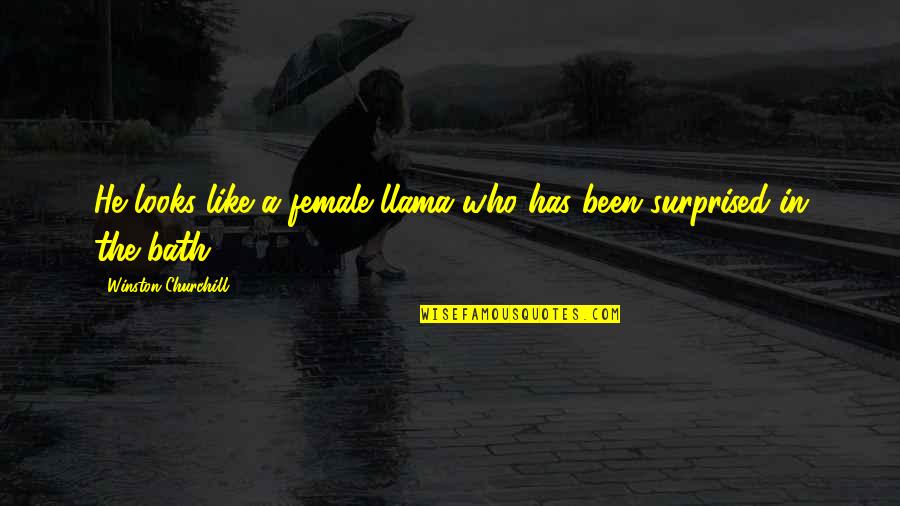 Llamas Quotes By Winston Churchill: He looks like a female llama who has Llamas Quotes By Winston Churchill: He looks like a female llama who has