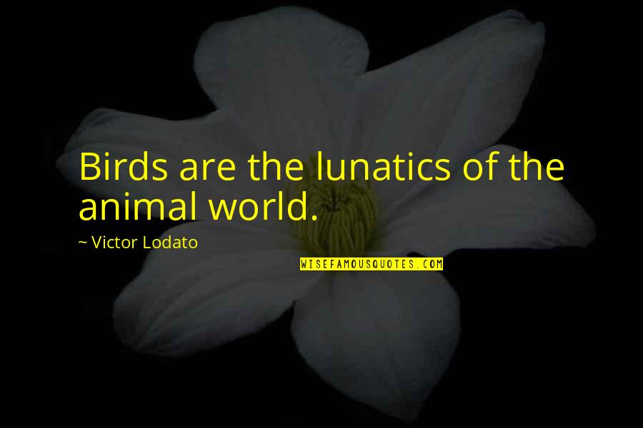 Lodato Quotes By Victor Lodato: Birds are the lunatics of the animal world.