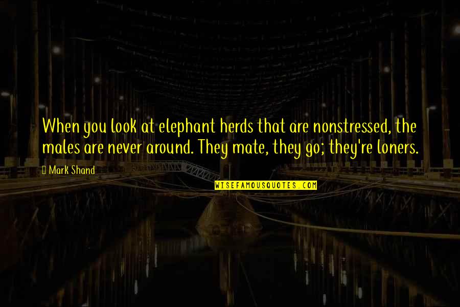Loners Best Quotes By Mark Shand: When you look at elephant herds that are Loners Best Quotes By Mark Shand: When you look at elephant herds that are