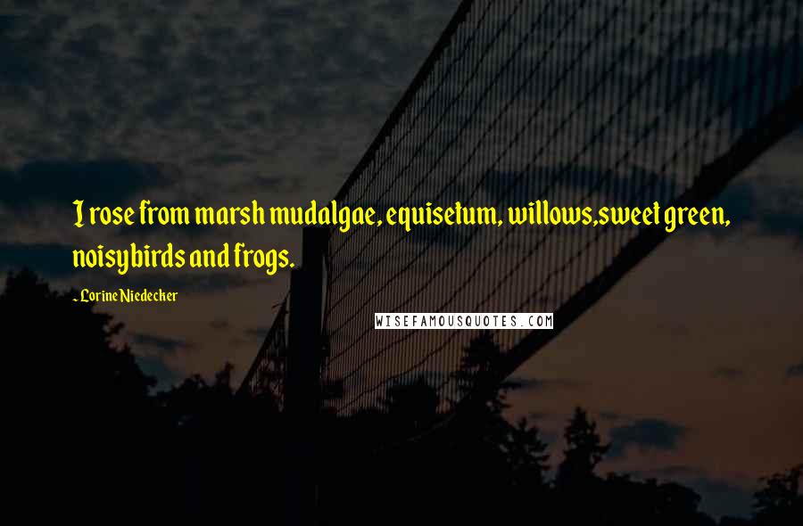 Lorine Niedecker quotes: I rose from marsh mudalgae, equisetum, willows,sweet green, noisybirds and frogs.