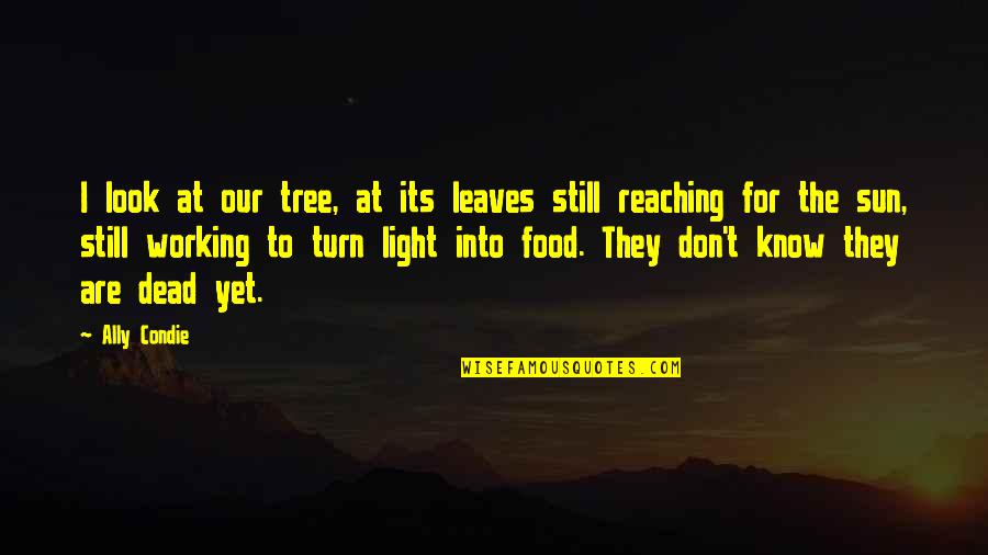 Lost In The Sun Quotes By Ally Condie: I look at our tree, at its leaves Lost In The Sun Quotes By Ally Condie: I look at our tree, at its leaves