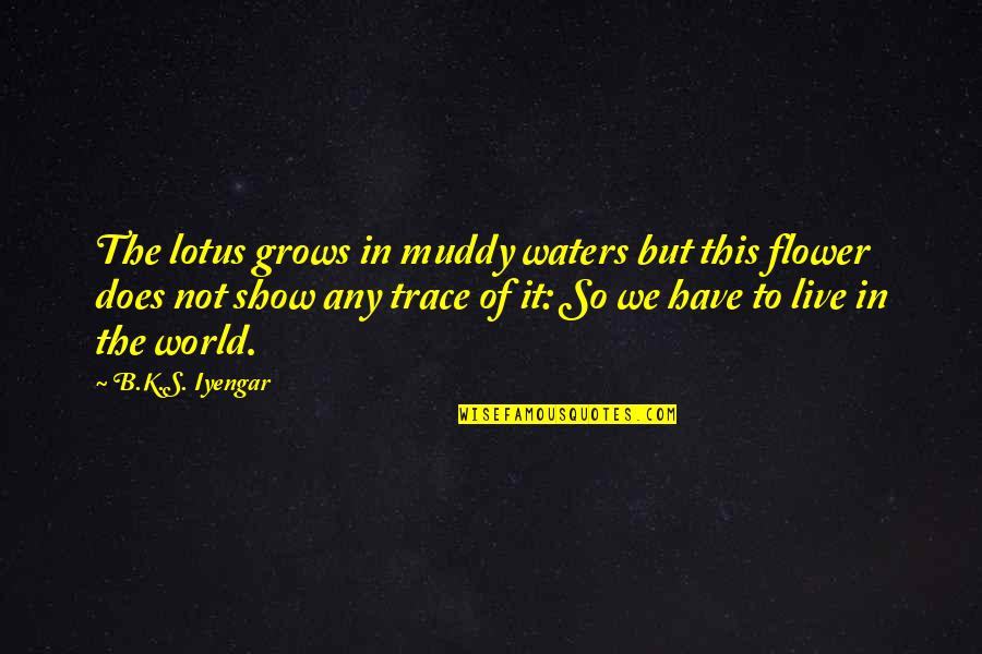 Lotus Flower Quotes By B.K.S. Iyengar: The lotus grows in muddy waters but this