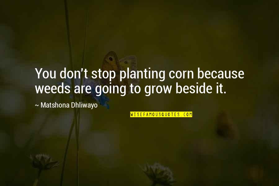 Lovable Family Quotes By Matshona Dhliwayo: You don't stop planting corn because weeds are Lovable Family Quotes By Matshona Dhliwayo: You don't stop planting corn because weeds are