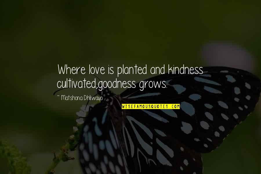 Love Grows Quotes By Matshona Dhliwayo: Where love is planted and kindness cultivated,goodness grows.