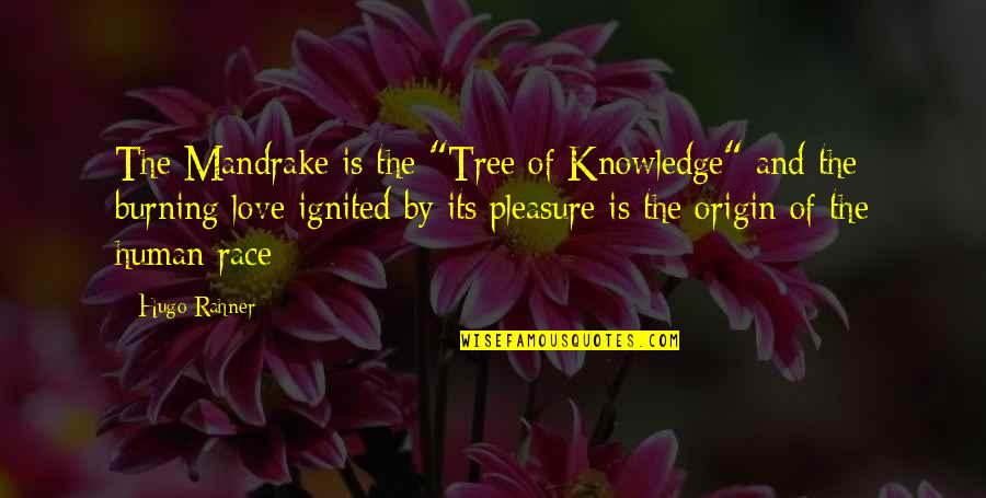 Love Tree Quotes By Hugo Rahner: The Mandrake is the "Tree of Knowledge" and