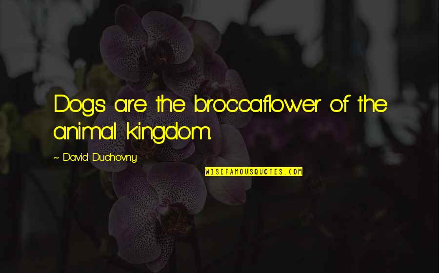 Luiken Spellings Quotes By David Duchovny: Dogs are the broccaflower of the animal kingdom. Luiken Spellings Quotes By David Duchovny: Dogs are the broccaflower of the animal kingdom.