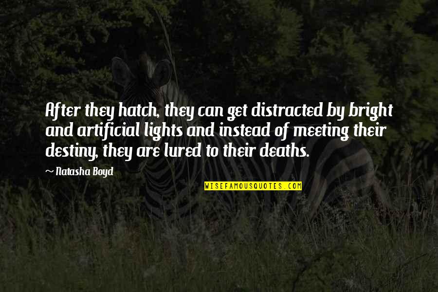 Lured Quotes By Natasha Boyd: After they hatch, they can get distracted by Lured Quotes By Natasha Boyd: After they hatch, they can get distracted by