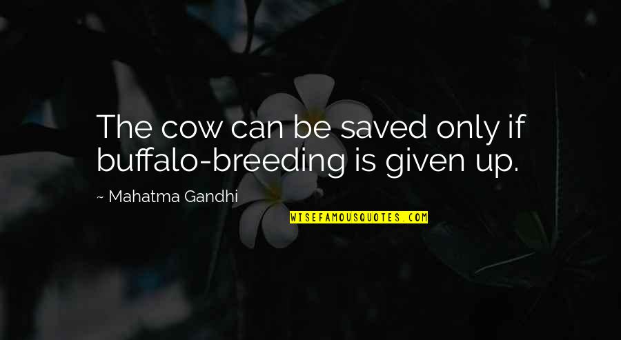Lutman Quotes By Mahatma Gandhi: The cow can be saved only if buffalo-breeding Lutman Quotes By Mahatma Gandhi: The cow can be saved only if buffalo-breeding
