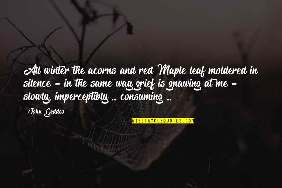 Mackasaw Quotes By John Geddes: All winter the acorns and red Maple leaf Mackasaw Quotes By John Geddes: All winter the acorns and red Maple leaf
