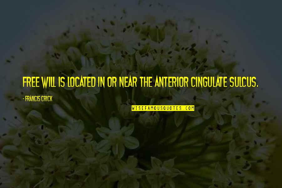 Macrochan Sizebox Quotes By Francis Crick: Free will is located in or near the