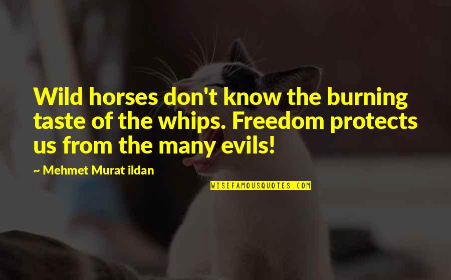 Madea Christmas Funny Quotes By Mehmet Murat Ildan: Wild horses don't know the burning taste of