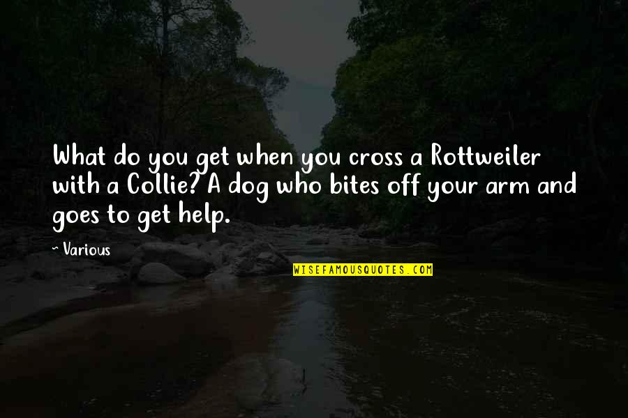 Magic Of Belle Isle Movie Quotes By Various: What do you get when you cross a Magic Of Belle Isle Movie Quotes By Various: What do you get when you cross a