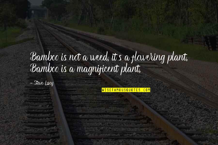 Magnificent 7 Quotes By Steve Lacy: Bamboo is not a weed, it's a flowering