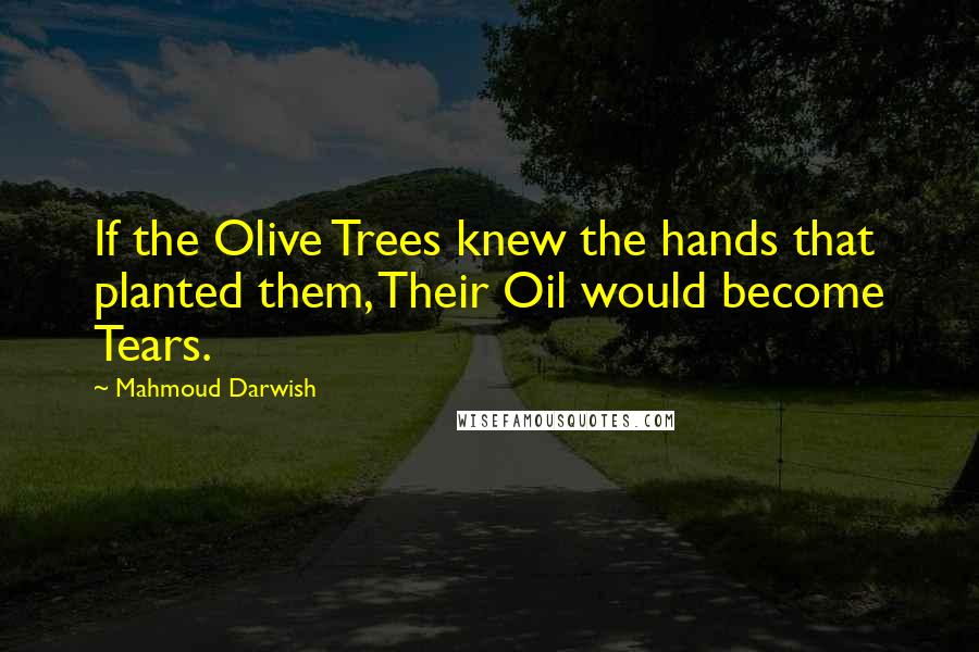 Mahmoud Darwish quotes: If the Olive Trees knew the hands that planted them, Their Oil would become Tears.