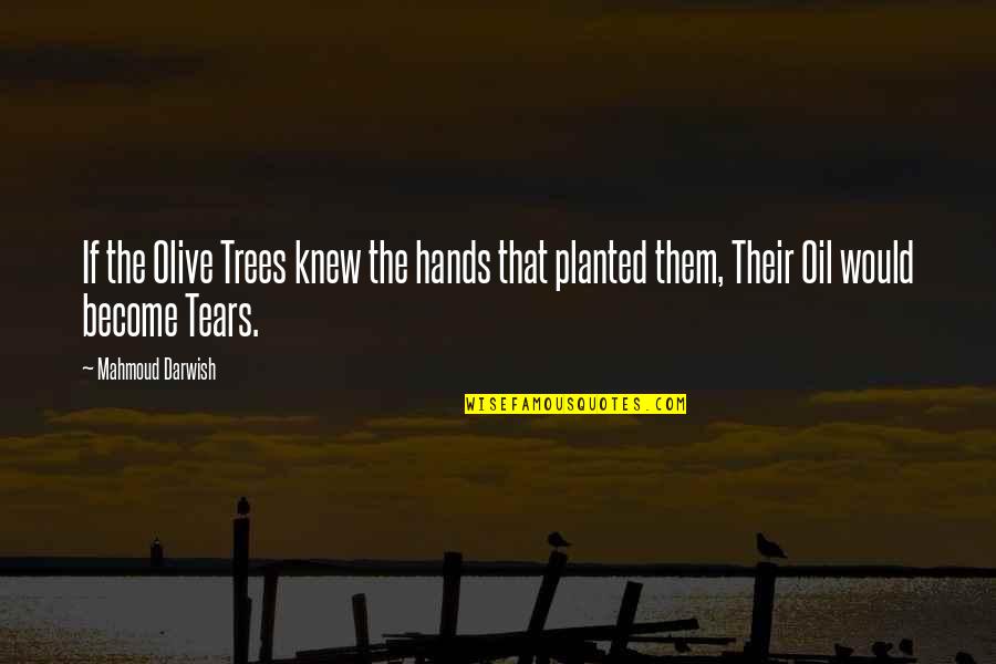 Mahmoud's Quotes By Mahmoud Darwish: If the Olive Trees knew the hands that