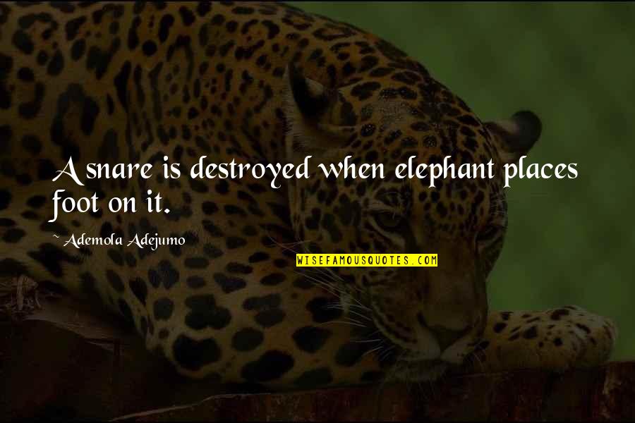 Makako Quotes By Ademola Adejumo: A snare is destroyed when elephant places foot Makako Quotes By Ademola Adejumo: A snare is destroyed when elephant places foot