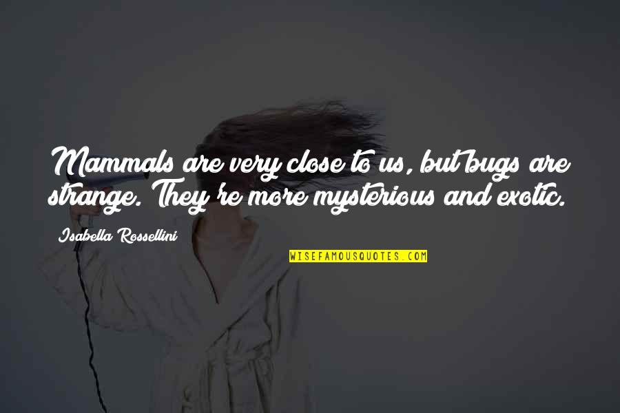 Mammals Quotes By Isabella Rossellini: Mammals are very close to us, but bugs