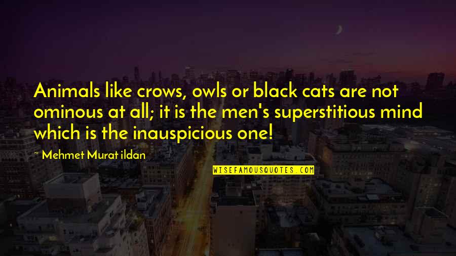 Manajer Dan Quotes By Mehmet Murat Ildan: Animals like crows, owls or black cats are Manajer Dan Quotes By Mehmet Murat Ildan: Animals like crows, owls or black cats are